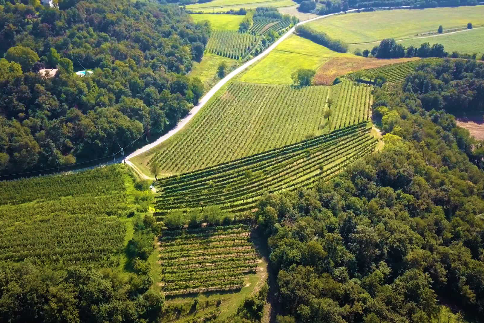 vigneto da drone