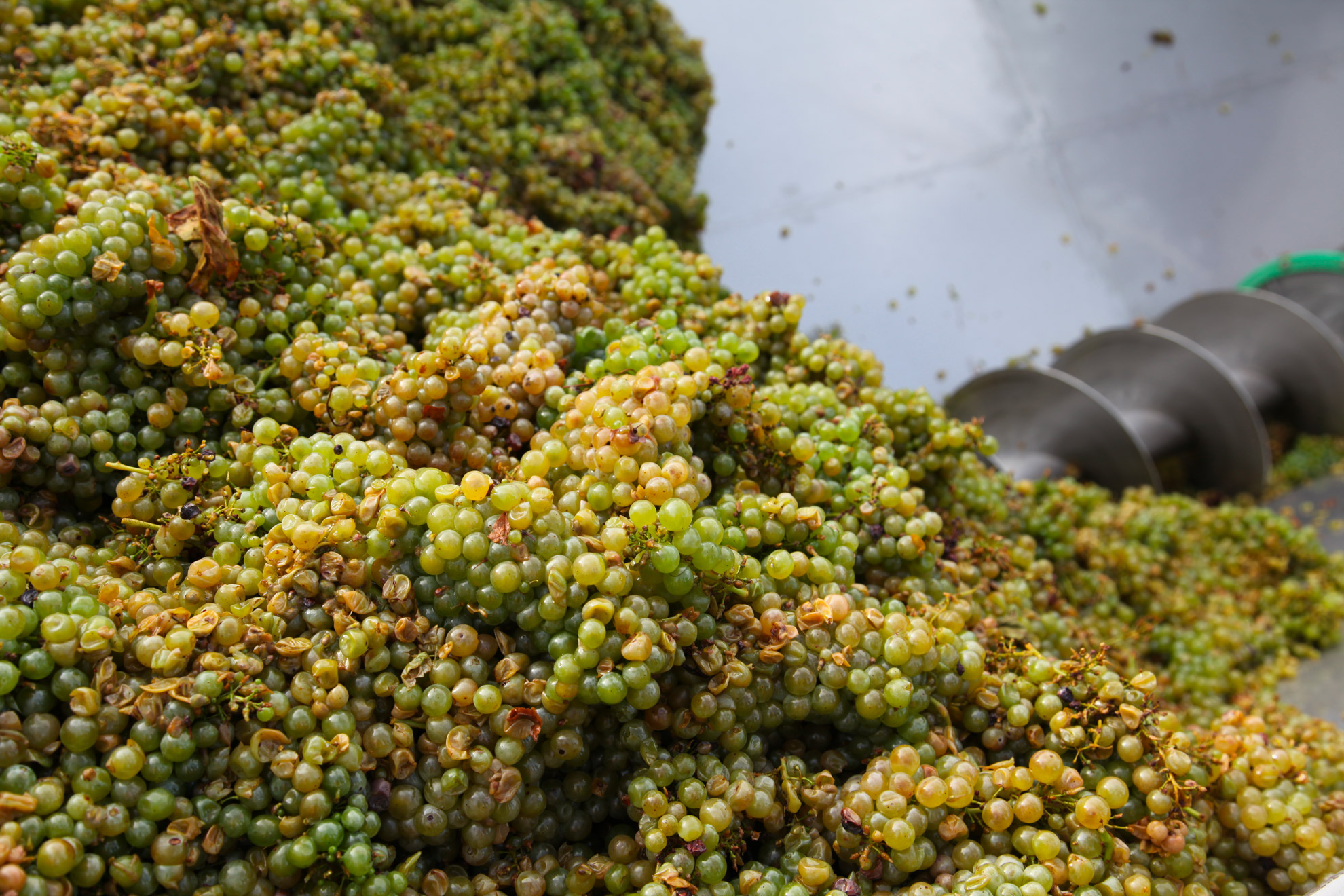 Tinazzi-Winery-(8)