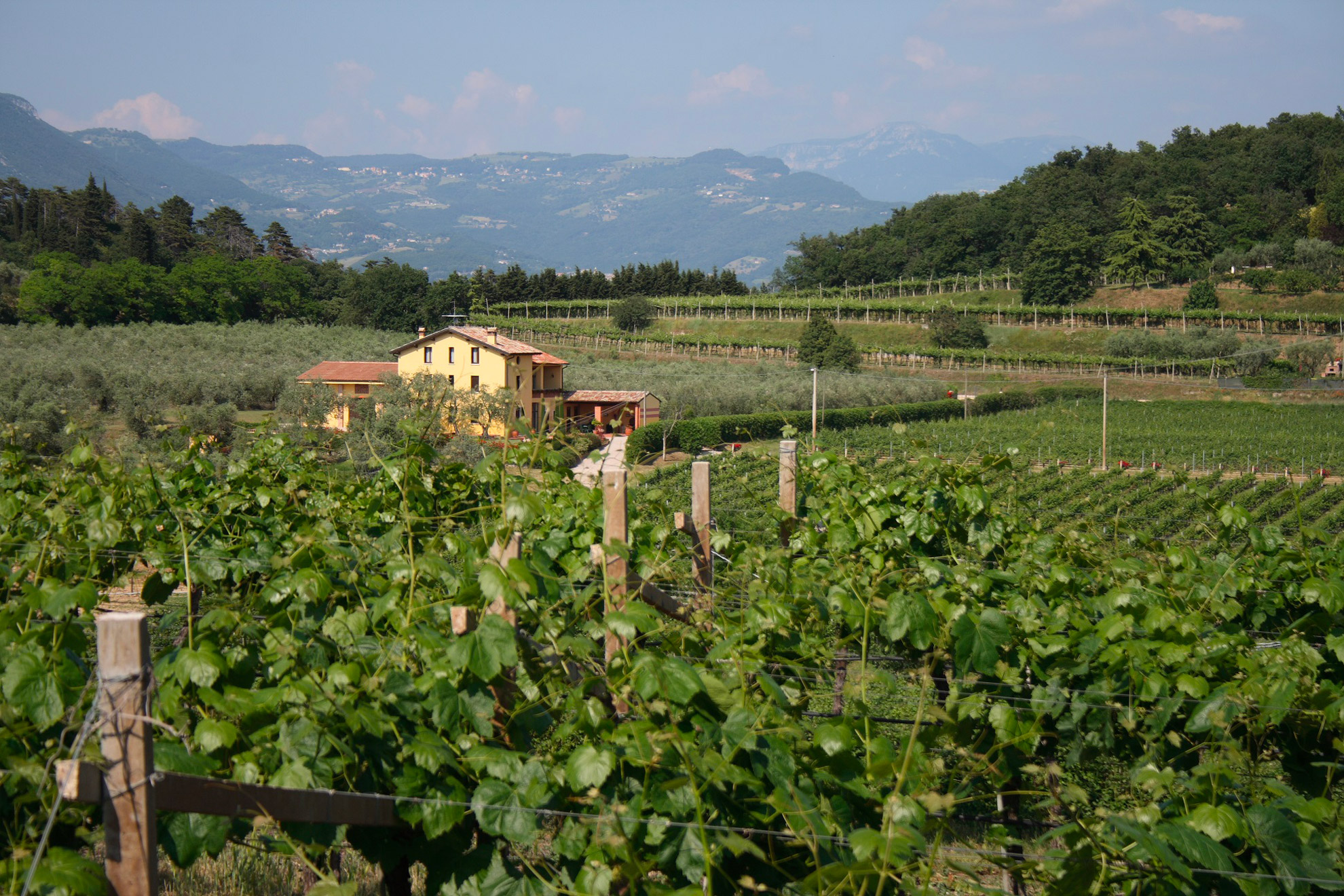 Vigneti_22
